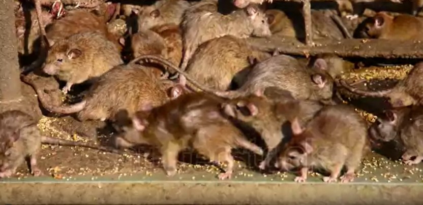 Een groep ratten op een bodem van stro in een donkere omgeving.