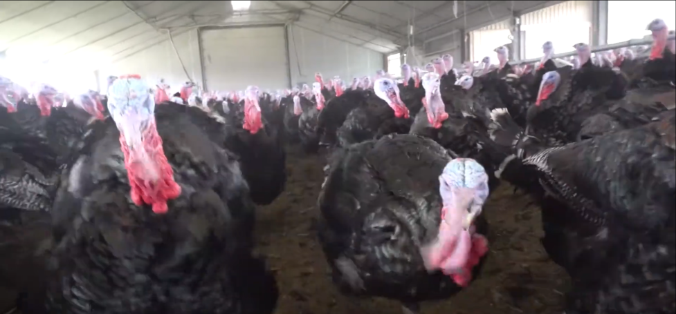 Zwarte kalkoenen met roze kammen in een grote binnenruimte.