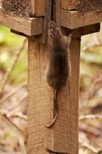Een kleine rat klimt op een houten paal in een natuurlijke omgeving.